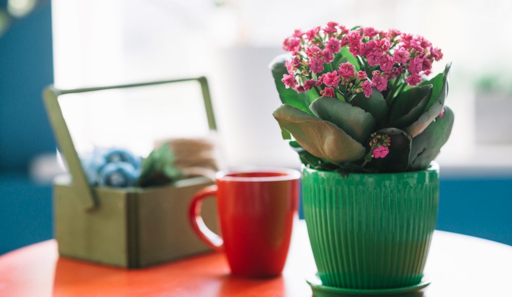 Cum alegi ghivecele potrivite pentru un decor coerent