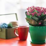 Cum alegi ghivecele potrivite pentru un decor coerent